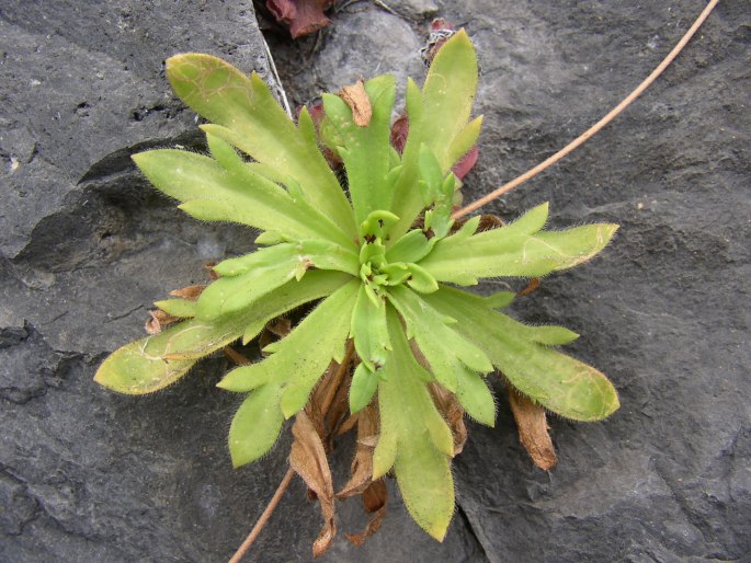 Plantago coronopus