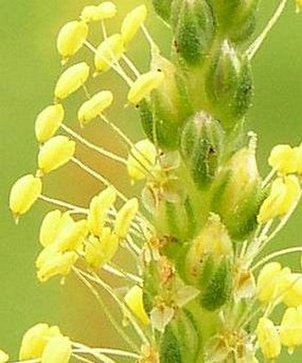 Plantago maritima