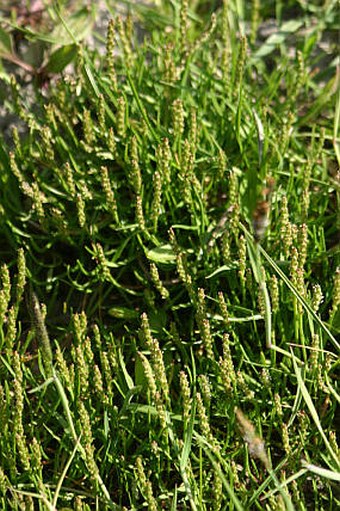 Plantago tenuiflora