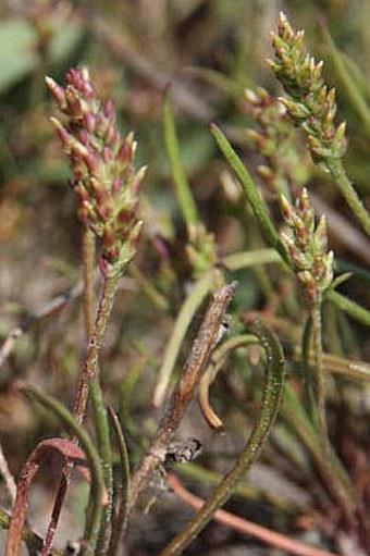 Plantago tenuiflora