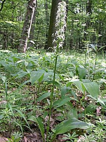 Platanthera bifolia