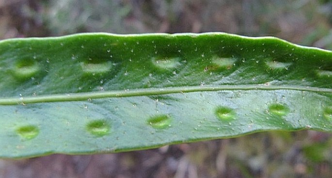 Pleopeltis excavata