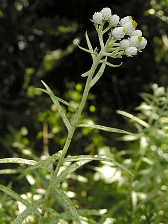 Anaphalis margaritacea