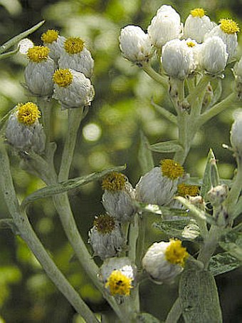 Anaphalis margaritacea