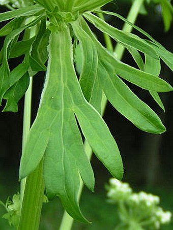 Pleurospermum austriacum