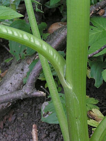 Pleurospermum austriacum