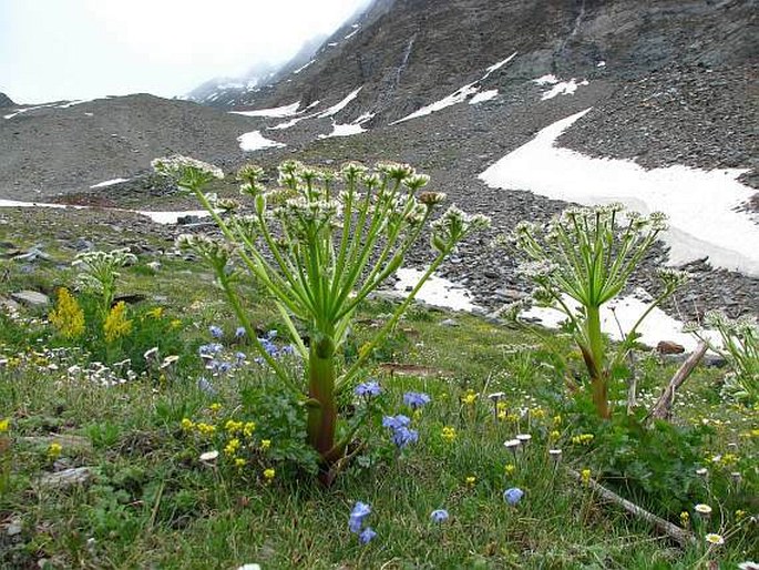 Pleurospermum candollei