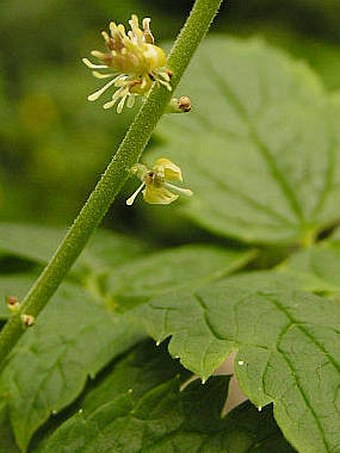 Actaea europaea