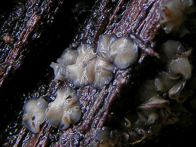 TAPESIA FUSCA (Pers.) Fuckel - plstnatka hnědá / tapézia tmavá