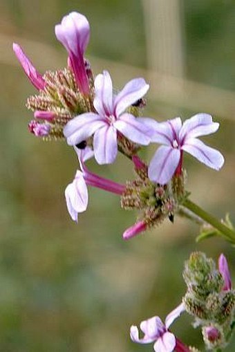 Plumbago europaea