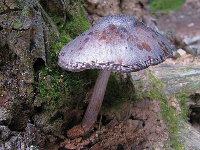 PLUTEUS ATROMARGINATUS (Konrad) Kühner - štítovka černolemá / štítovka čiernolupeňová