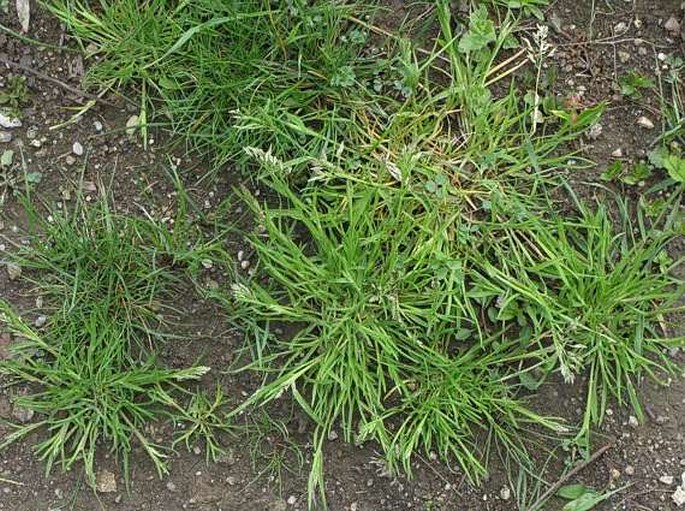 Poa annua