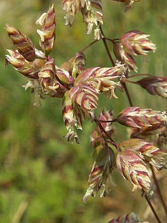 Poa badensis