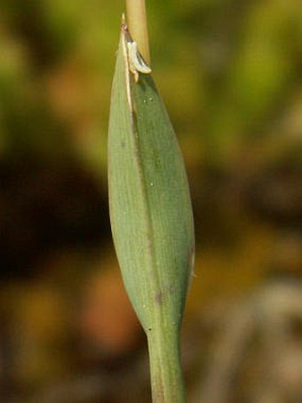 Poa badensis