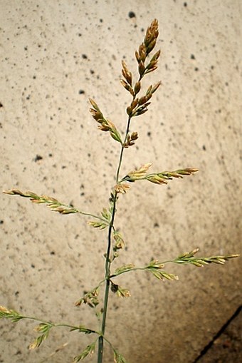 Poa compressa