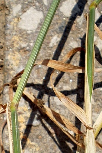 Poa compressa