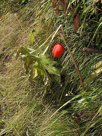 Podophyllum hexandrum