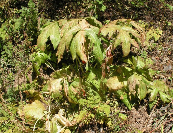 Podophyllum hexandrum