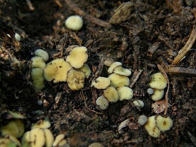 PODOPHACIDIUM XANTHOMELUM (Boud.) Corner - žlutěnka černožlutá / šošovka žltá