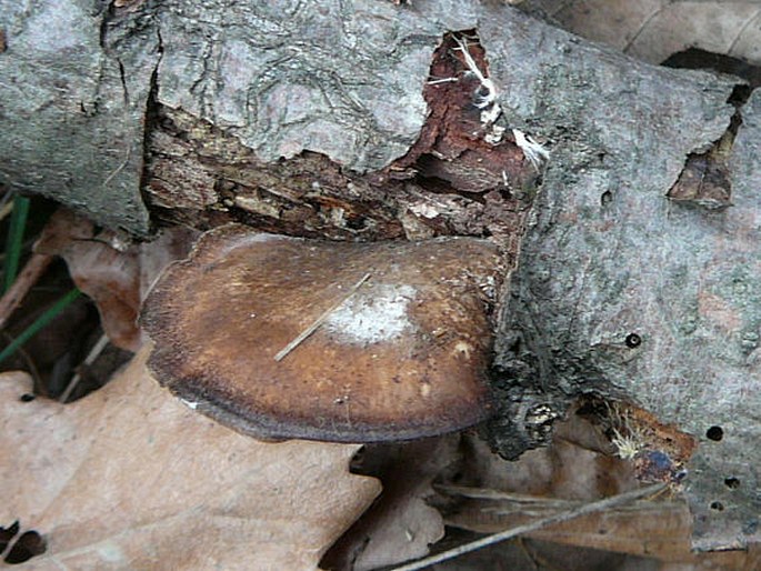 Polyporus brumalis