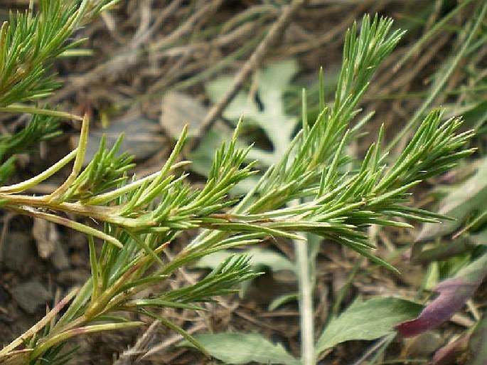 POLYCNEMUM MAJUS A. Braun – chruplavník větší / chrumkavec väčší