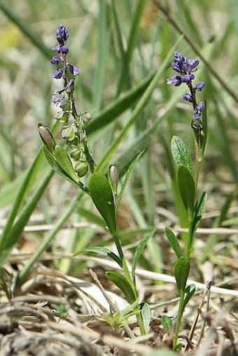 Polygala amarella