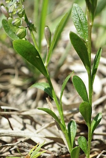 Polygala amarella