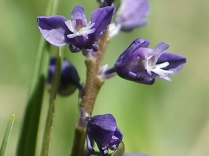 POLYGALA AMARELLA Crantz – vítod nahořklý / horčinka horkastá