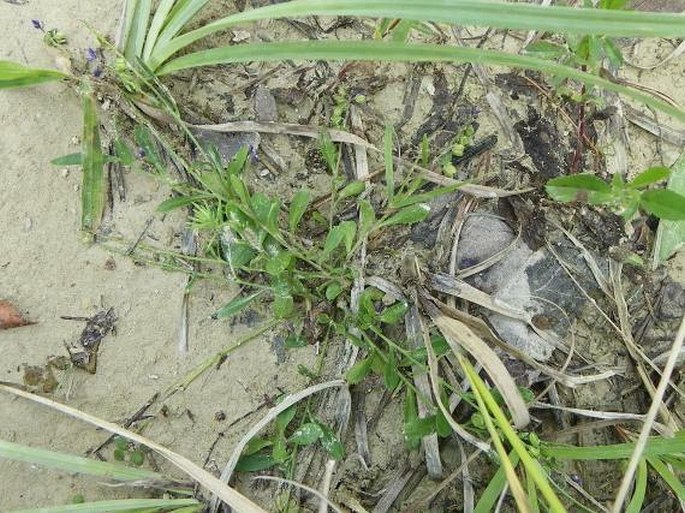 Polygala amarella