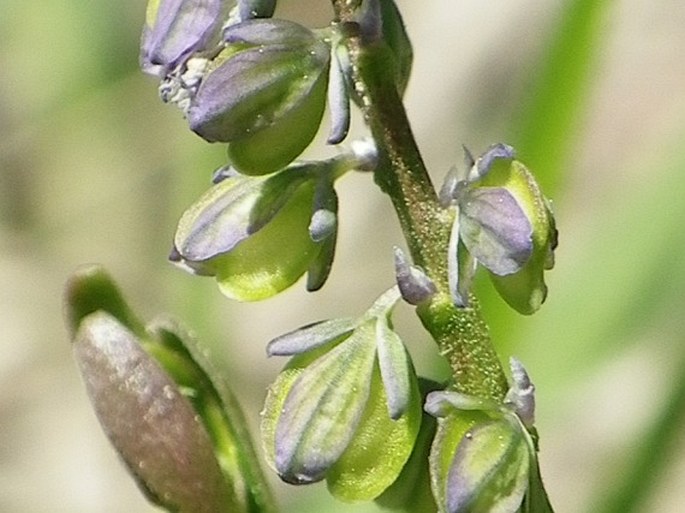 Polygala amarella