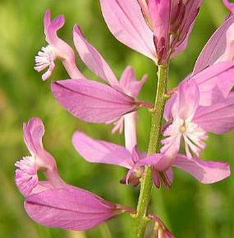 Polygala major