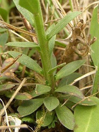 Polygala major