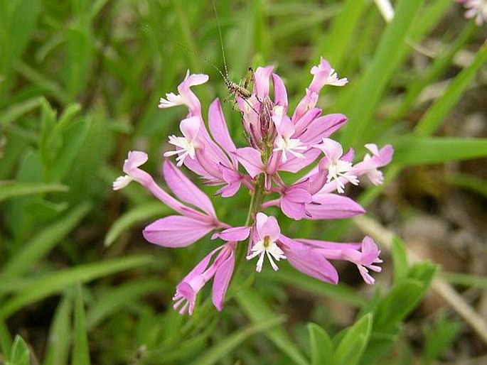 POLYGALA MAJOR Jacq. – vítod větší / horčinka väčšia