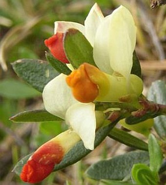 Polygala chamaebuxus