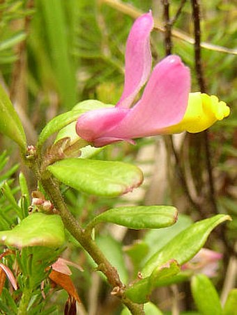 Polygala chamaebuxus