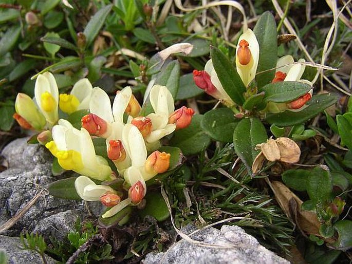 POLYGALA CHAMAEBUXUS L. – zimostrázek alpský / buxusček alpský