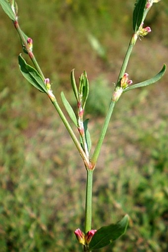 Polygonum rurivagum