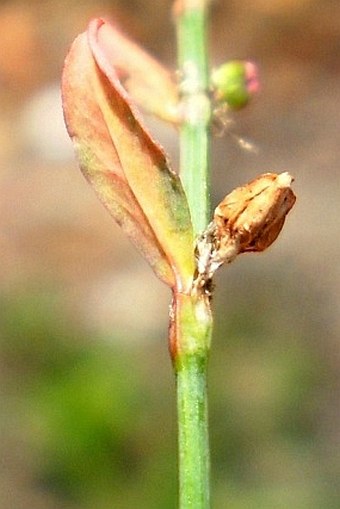 Polygonum rurivagum