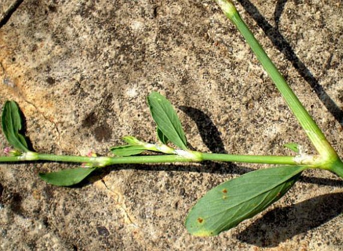 Polygonum rurivagum