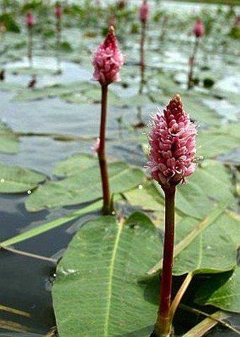 Persicaria amphibia