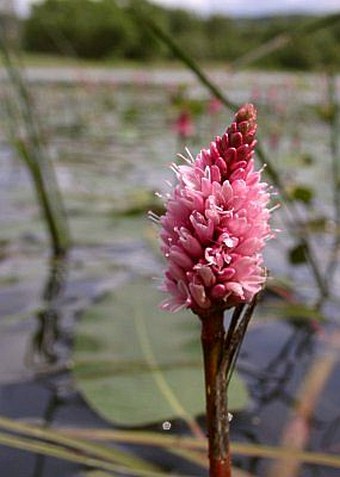 Persicaria amphibia