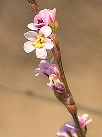 Polygonum arenarium