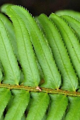 Polystichum munitum