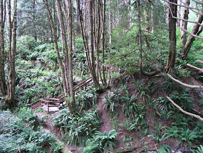 Polystichum munitum