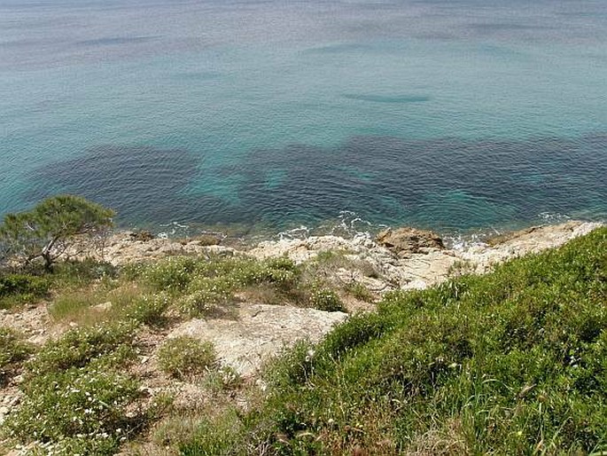 Posidonia oceanica