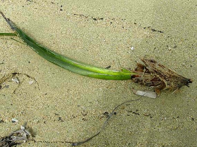 Posidonia oceanica