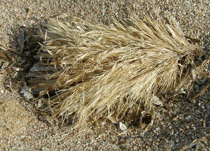 Posidonia oceanica