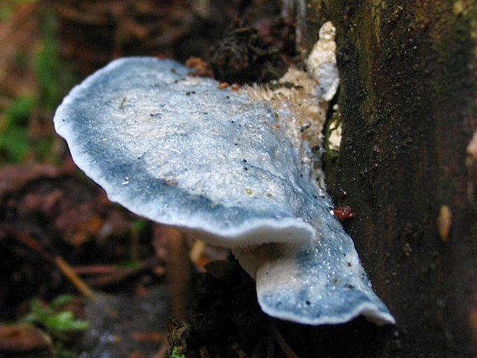 POSTIA CAESIA (Schrad.) P. Karst. - bělochoroš modravý / tvarohovník modrastý