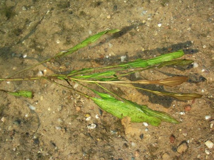 Potamogeton nodosus