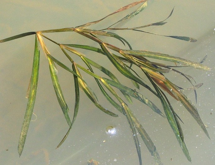 Potamogeton acutifolius